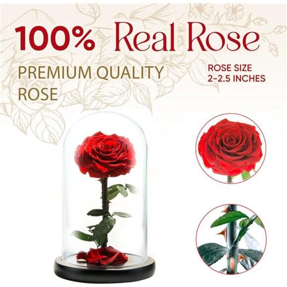 Forever Preserved Rose - Eternal Rose in Glass Dome - Beauty and The Beast Rose - Picture 2 of 7